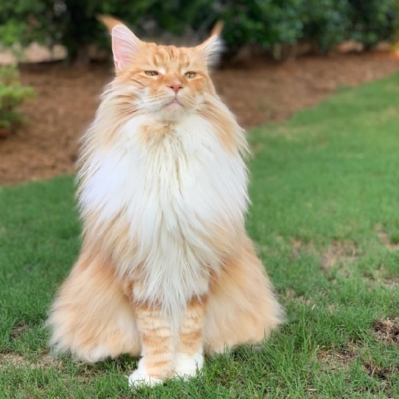 Naps are good! π¦ Foxy knows best π¦ - Picture 2 of 16